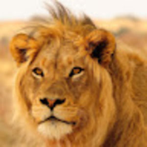 Meet your Posher, Timothy